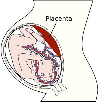Placenta Stem Cells