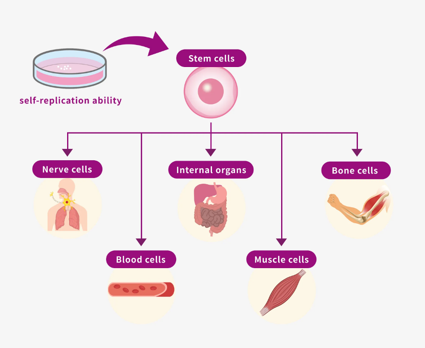 Stem Cells Locations
