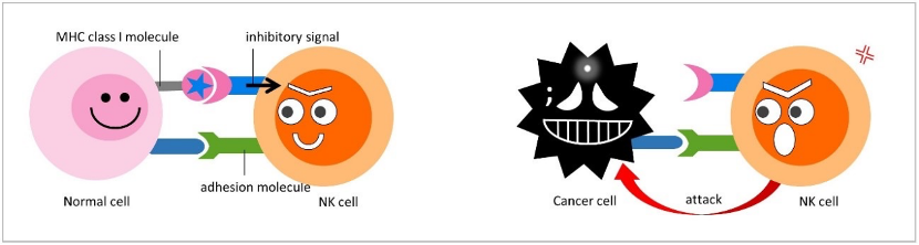 NK Cells Therapy