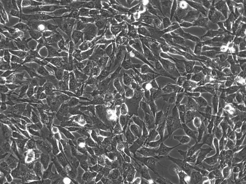 Stem Cells Differentiation